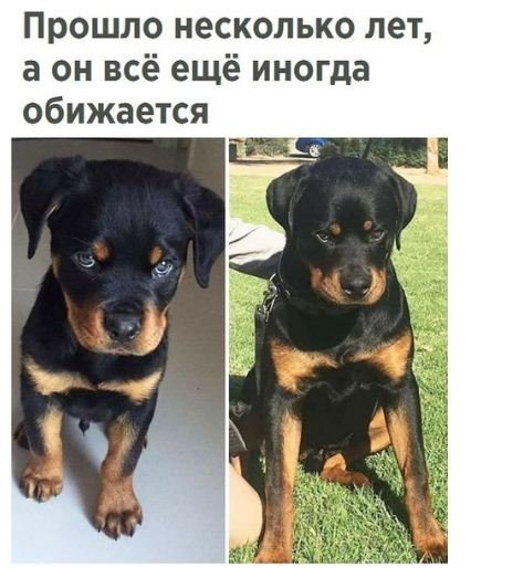 Очередной набор картинок для позитива и животворящего смеха Очередной набор картинок для позитива и животворящего смеха