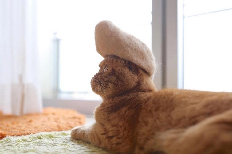 Смешные котики в шляпах