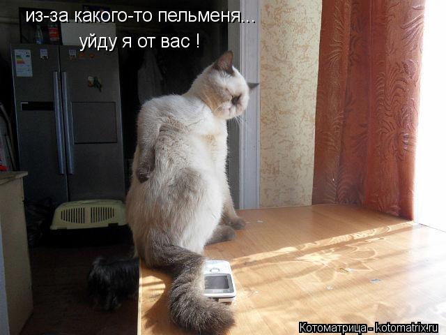 kotomatritsa_IY (640x480, 164Kb)