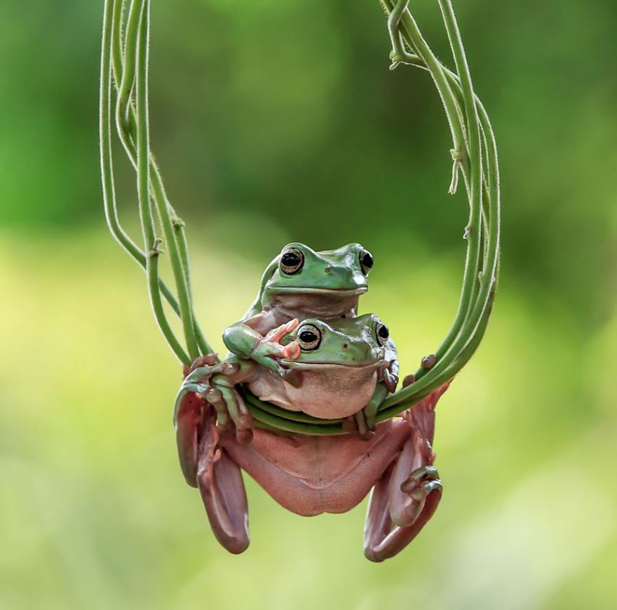 frog-photography-tantoyensen-6-5836fb6800e52__880