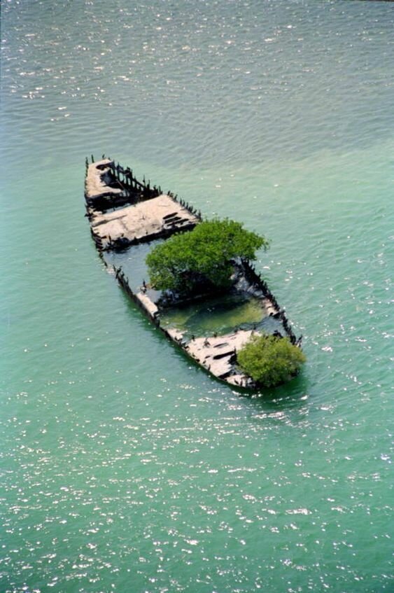 30 фото о жизни и смерти коней моря 30 фото о жизни и смерти коней моря
