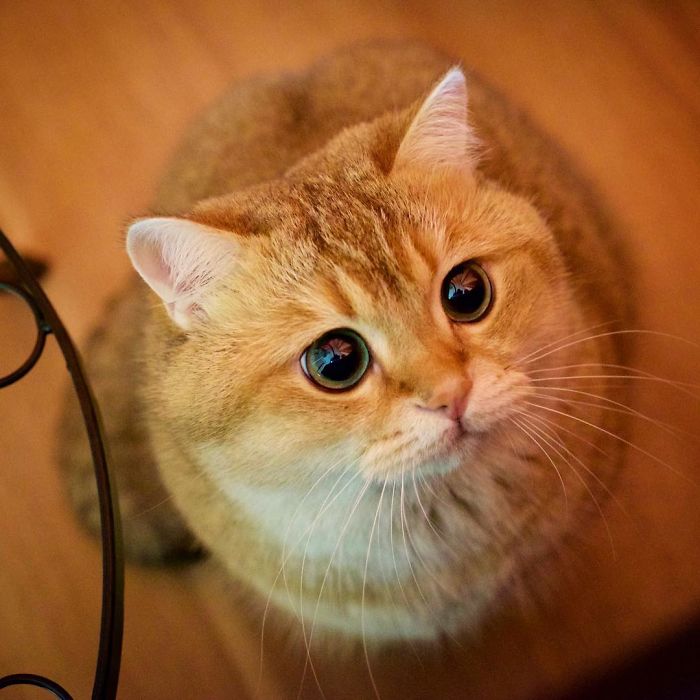 Hosico Cat