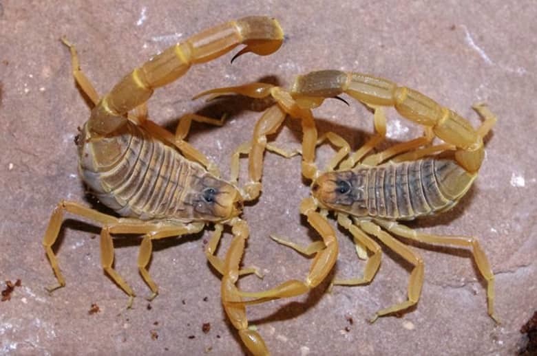 7. Скорпион Leiurus quinquestriatus 7. Скорпион Leiurus quinquestriatus животные, мир, опасность