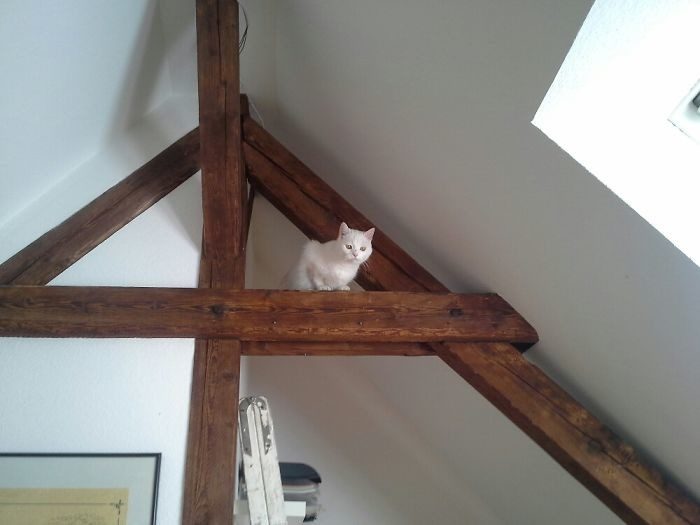 Котопост