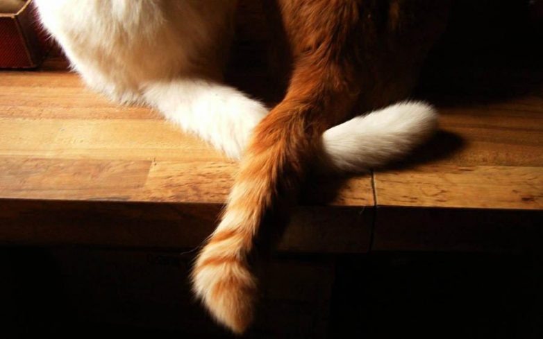 Влюбленные котейки Влюбленные котейки