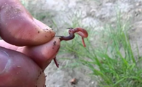 вот так и насаживай червя на крючок