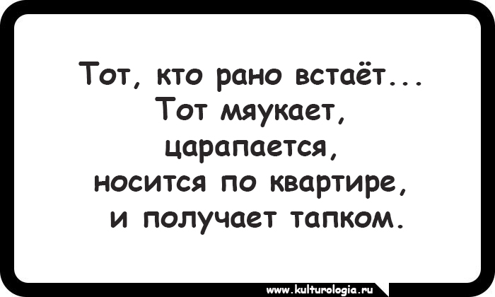 15 открыток, которые будут близки и понятны поклонникам котиков