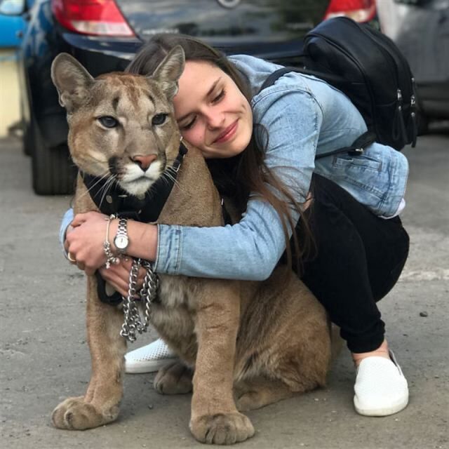 Семья спасла малыша пумы из зоопарка, теперь это их любимый котик