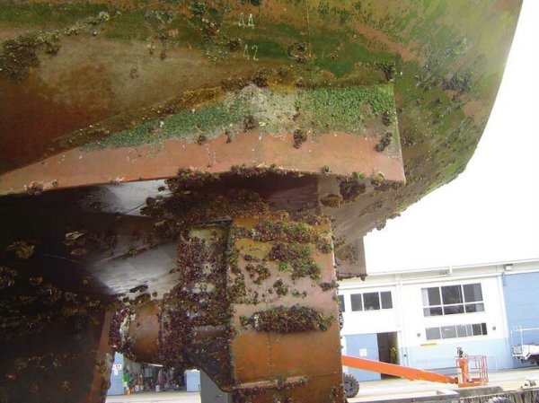 30 фото о жизни и смерти коней моря 30 фото о жизни и смерти коней моря