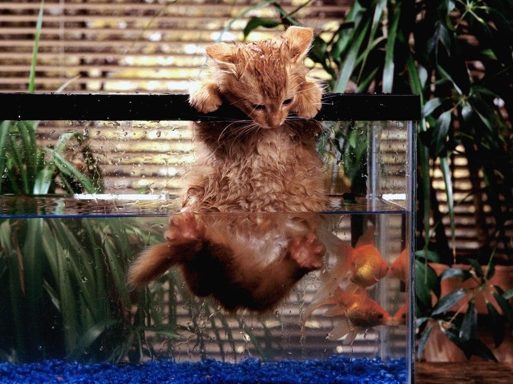 смешные коты кот в аквариуме