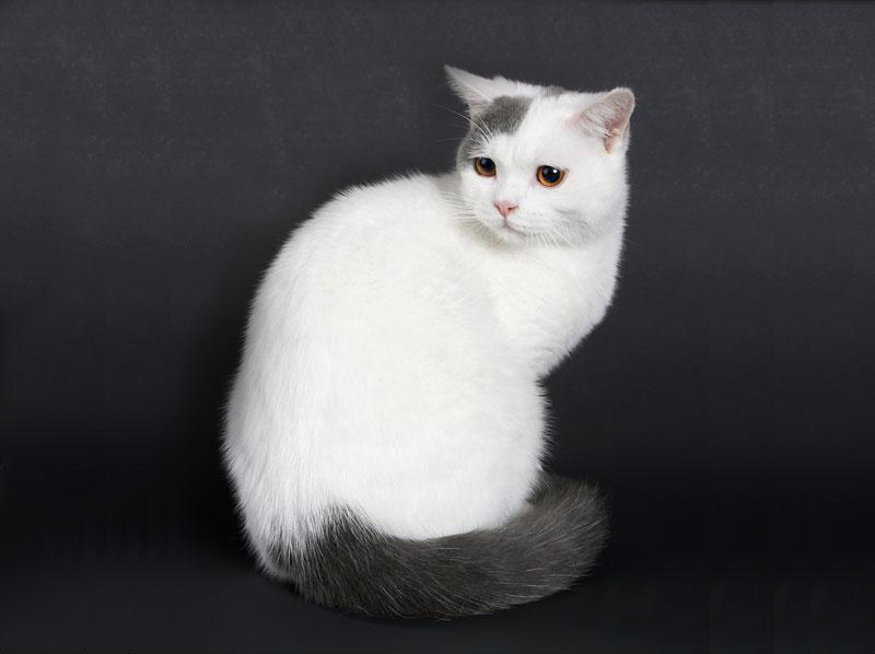 http://britanskie-kotiki.ru/images/stories/britanskie-koshki-o-porode/okrasy/british-shorthair-bicolor-bri-a01.jpg