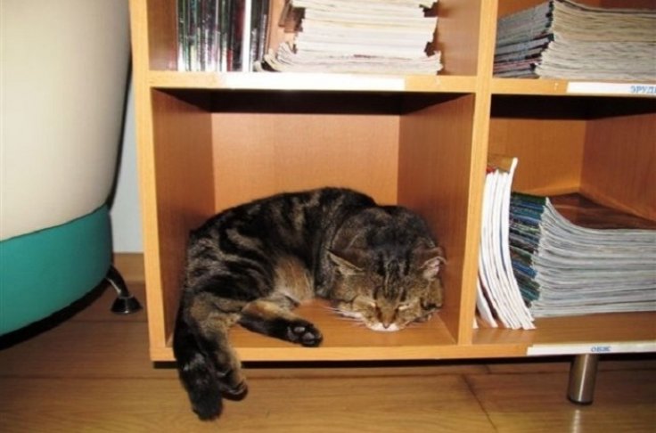 kuzya-na-sluzhbe_736x486