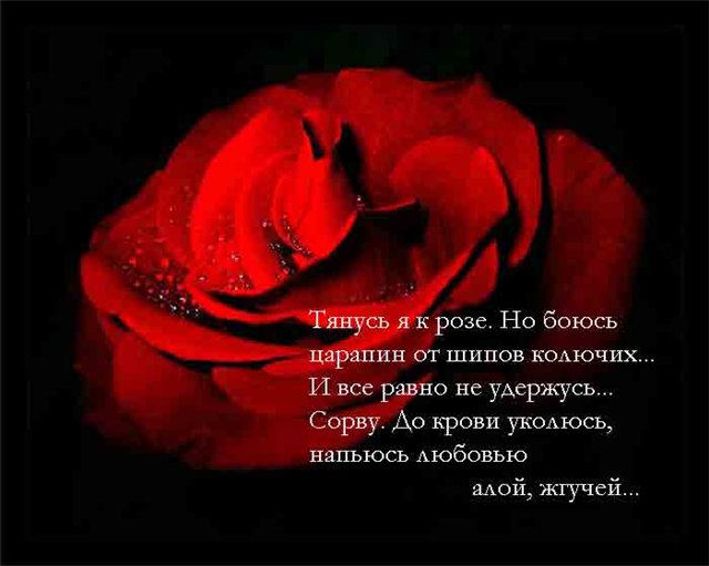 Любовь и роза стих Любовь и роза стих