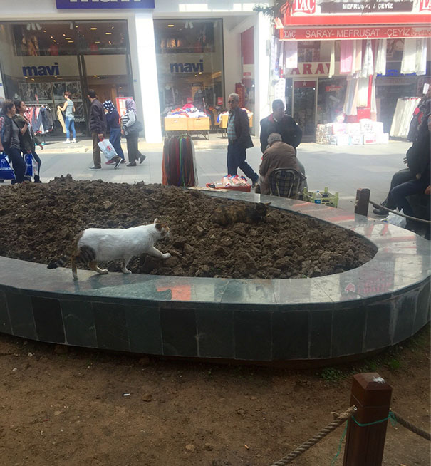 Коты — мастера камуфляжа Коты — мастера камуфляжа