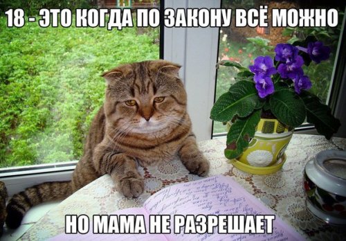 Прикольные фотомемы (30 шт) Прикольные фотомемы (30 шт)