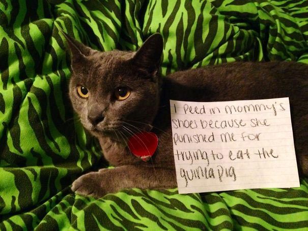Смешные истории из жизни кошек-засранцев, за которые им должны быть стыдно кошки засранцы, кошкам стыдно, смешные истории кошек