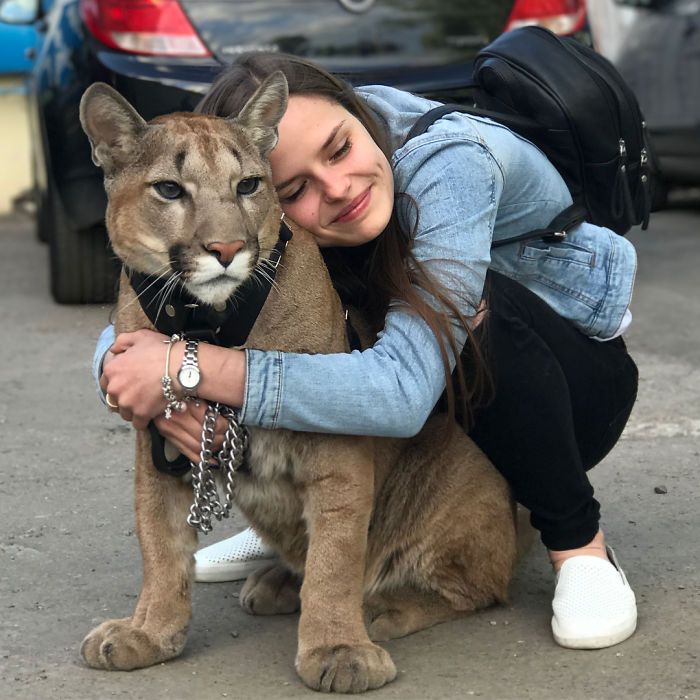 Пара из Пензы держит в однушке пуму Пара из Пензы держит в однушке пуму