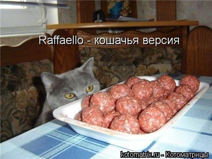 Без кота жизнь не та (50 фото ) Без кота жизнь не та (50 фото )