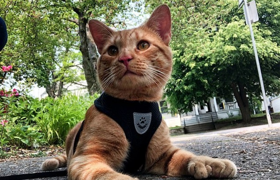 у кота лишние пальцы на лапах рыжий кот