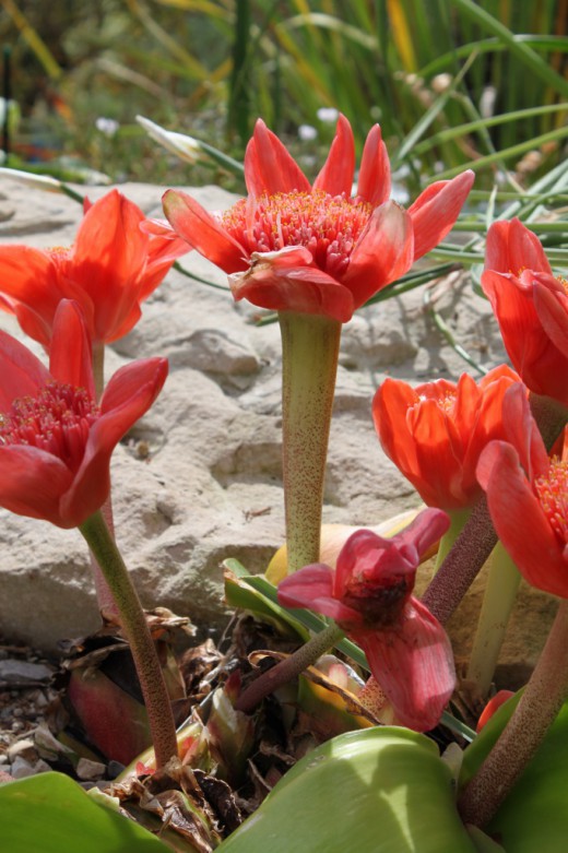 Гемантус шарлаховый (Haemanthus coccineus)