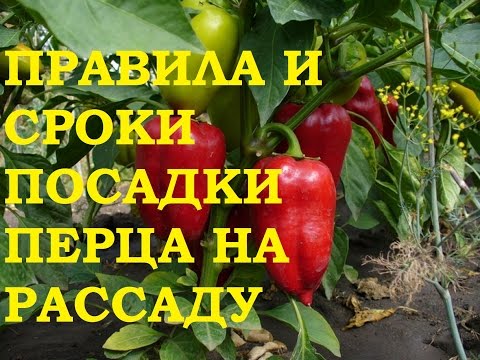 Рассада перца. Правила и сроки посадки. Рассада перца. Правила и сроки посадки.
