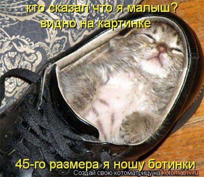 Котоматрицы великолепные, каждая с кусочком позитива и хорошего настроения!!! Котоматрицы великолепные, каждая с кусочком позитива и хорошего настроения!!!