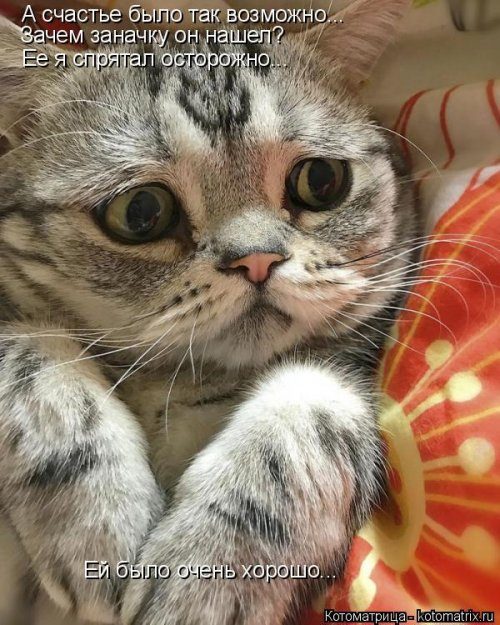 Самые уморительные котоматрицы) Самые уморительные котоматрицы)