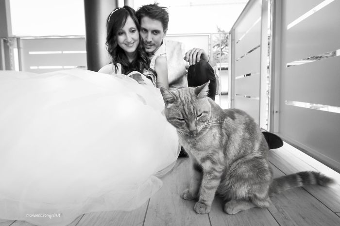 I Do Post-Marriage Private Shooting With Cats