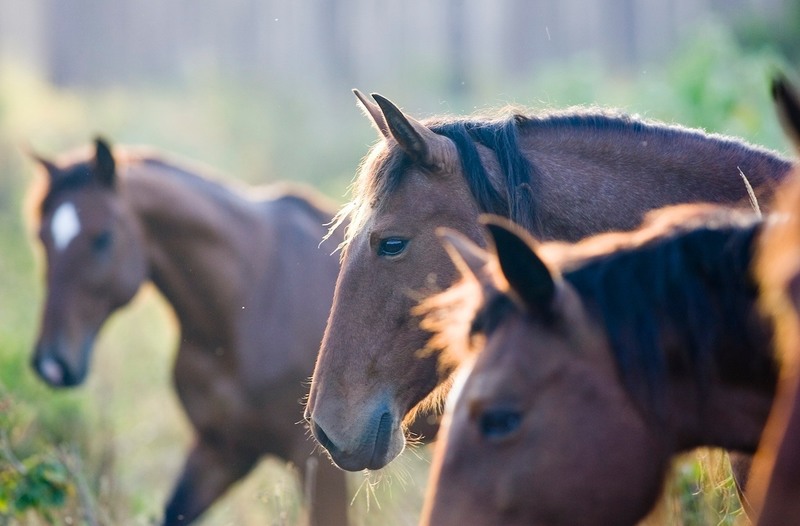 Abaco Barb horses on Great Abaco Island. The breed is now extinct.