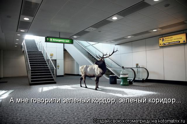 kotomatritsa_V (1) (640x426, 133Kb)