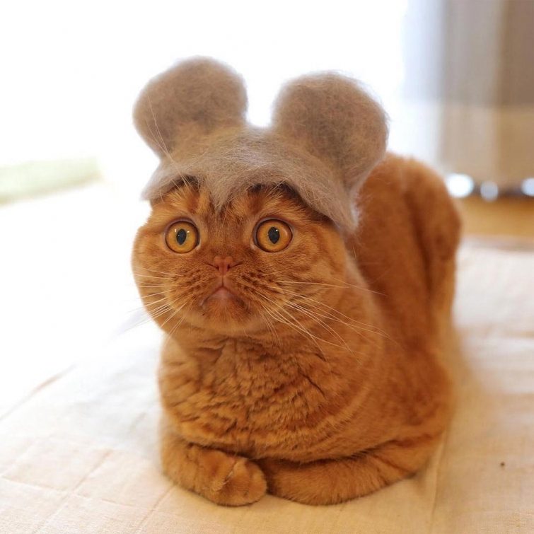 Смешные котики в шляпах