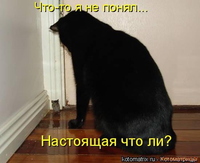 Котоматрицы великолепные, каждая с кусочком позитива и хорошего настроения!!! Котоматрицы великолепные, каждая с кусочком позитива и хорошего настроения!!!