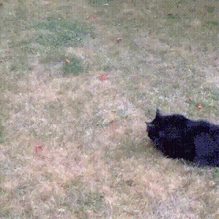 GIF-доказательство, что коты - чертовски весёлые ребята GIF коты юмор