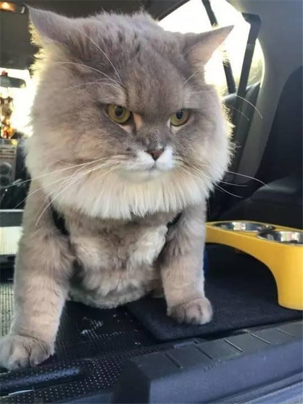 Когда нет еды в миске ... Когда нет еды в миске ... животные, кот
