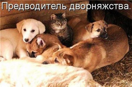 Смешные картинки о животных с подписями.