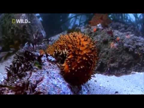 Самые Странные в Мире Животные Чудаки в Океане Документальный Фильм National Geographic