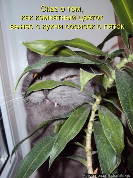 Без кота жизнь не та (50 фото ) Без кота жизнь не та (50 фото )