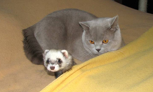 хорек и кошка