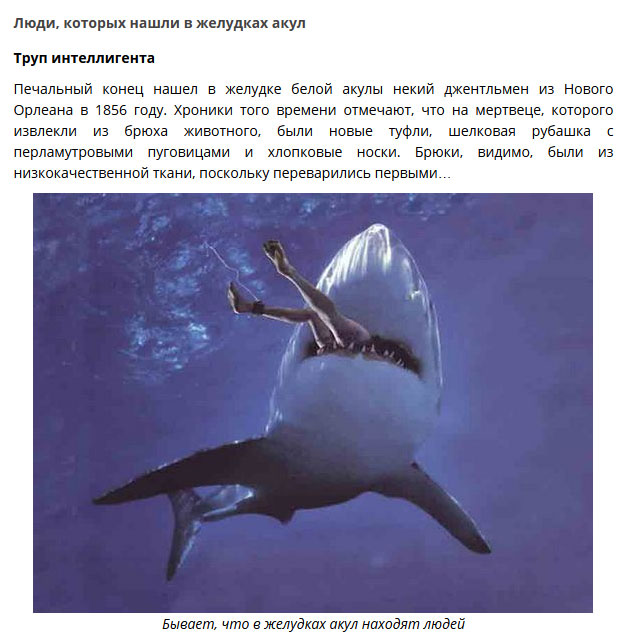 Удивительные находки в желудках акул Удивительные находки в желудках акул