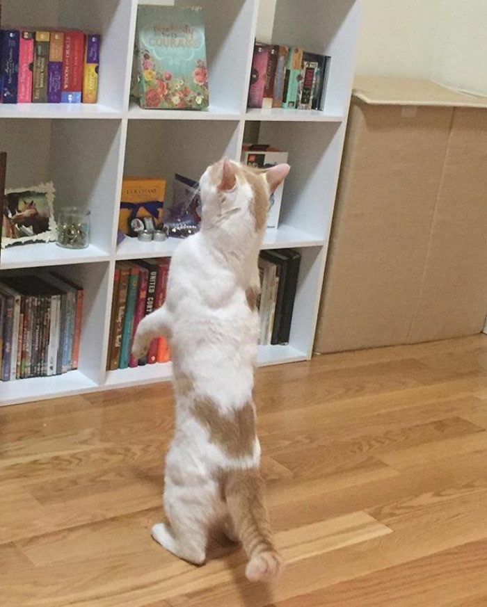 Коты сами нашли себе хозяев