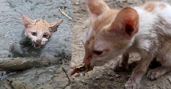 Люди спасли котика, который застрял в болоте