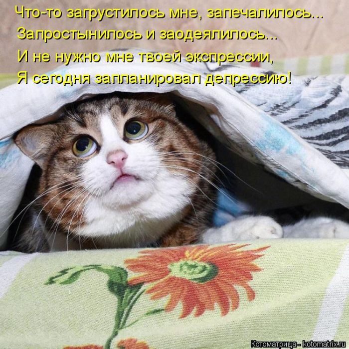 Лучшие котоматрицы, которые зарядят вас позитивом) Лучшие котоматрицы, которые зарядят вас позитивом)