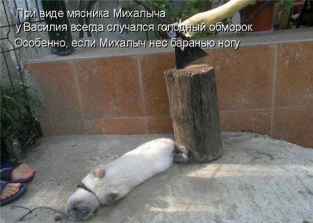 Смешные картинки о животных с подписями.