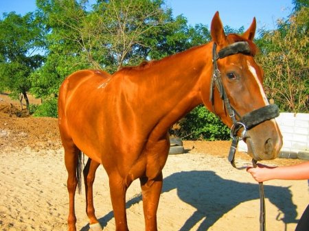Рыжая масть лошадей: фото, описание