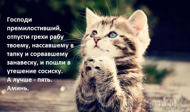 Котэ как люди, предлагается улыбнуться :-)