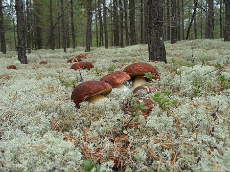 Грибные места: сделай сам грибная рассада, грибы, еда, своими руками