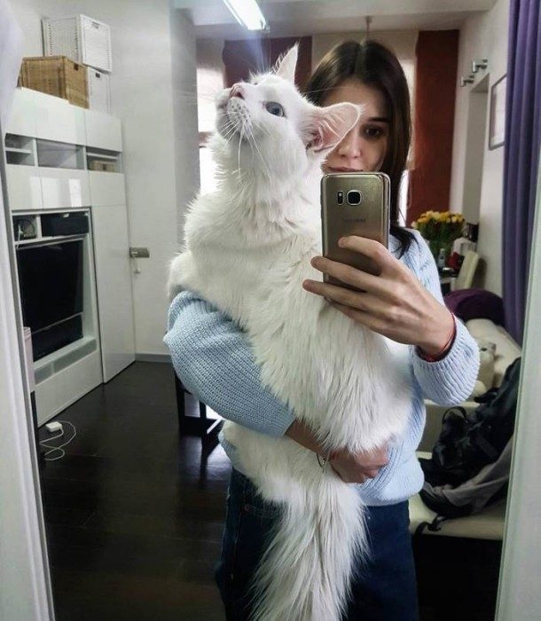 Кот Тихон, который очень любит обниматься Кот Тихон, который очень любит обниматься