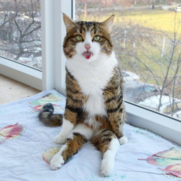Кот, который умеет складывать язык как ни одна другая кошка