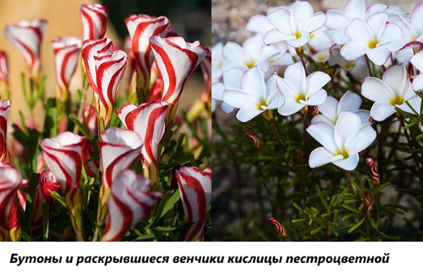 Раскрывшиеся венчики кислицы пестроцветной Раскрывшиеся венчики кислицы пестроцветной