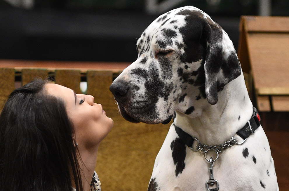 Crufts Dog Show 2018: как прошла крупнейшая в Европе выставка собак